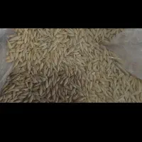جو آبی جلگه
