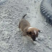 پنچ عدد توله سگ|سگ|کرمانشاه, |دیوار