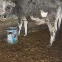 گاو آبستن بومی و گلپایگانی