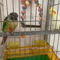 پرنده خانگی