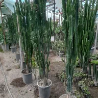 افوربیا|گل و گیاه طبیعی|چهارباغ, |دیوار