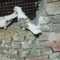 کبوتر گرده ای|پرنده|بروجرد, |دیوار