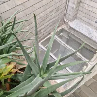 گل و گیاه|گل و گیاه طبیعی|بروجرد, |دیوار