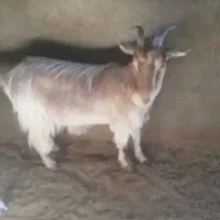 میش لاکن ابستن دوتا و جفت بز خونگی مورسیا|حیوانات مزرعه|نائین, |دیوار