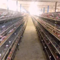 نیرو کار اتباع خانواده در مرغداری|استخدام صنعتی، فنی، مهندسی|قنوات, |دیوار