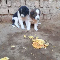 توله سرابی|سگ|اسدآباد, |دیوار