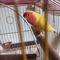 برزیلی هلوی