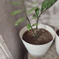 گل با گلدان