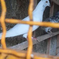 کبوتر پتی والا