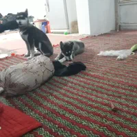 توله هاسکی اصل|سگ|پیشوا, |دیوار