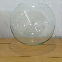 تنگ ماهی بزرگ