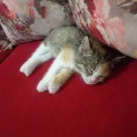 گربه دو ماهه ماده DSH