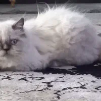 واگذاری یک عدد گربه پرشین