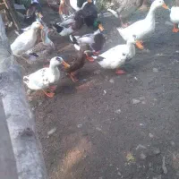 فروش اودرک محلی نر وماده تخم گذار|حیوانات مزرعه|سیاهکل, |دیوار