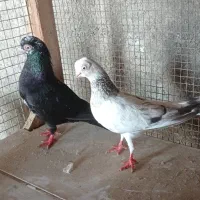 کبوتر چشم تلسکوپی