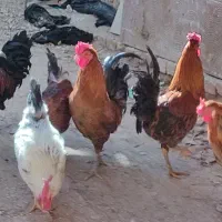 خروس خانگی و محلی