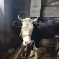گاو سمینتال شکم دار