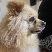 سگ پامر روباهی