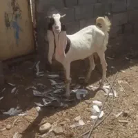 بز کهره پاکستانی