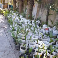 نخل|گل و گیاه طبیعی|چالوس, |دیوار