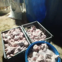 بلدرچین کاملا ارگانیک|حیوانات مزرعه|رامهرمز, |دیوار