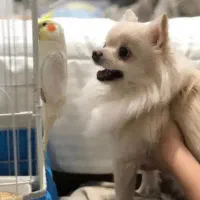 سگ آپارتمانی شی وا وا موبلند|سگ|خرم‌آباد, |دیوار