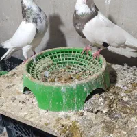 پرنده|پرنده|بهبهان, |دیوار