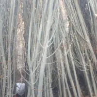 نهالستان قندیل|خدمات باغبانی و درختکاری|میاندوآب, |دیوار