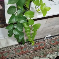 گیاه پتوس و دیفن باخیا سرحال ریشه پر|گل و گیاه طبیعی|تهران, یافت‌آباد|دیوار