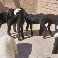 بره شیری افشار شال