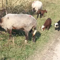 گوسفند دوقلوها با دو بره ماده وگوسفندابستن|حیوانات مزرعه|شیرگاه, |دیوار