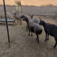 میش داشتی|حیوانات مزرعه|سبزوار, قصبه شرقی|دیوار