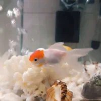 آکواریوم شیشه خم 35