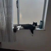 یک عدد گربه نر کاملا دستی و مهربون|گربه|تنکابن, |دیوار