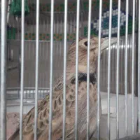 فروش دوعدد سهره مست مست کاگل بگیر|پرنده|بهبهان, |دیوار