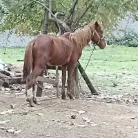 اسب آرام و زیبا سواری|حیوانات مزرعه|گوراب زرمیخ, |دیوار