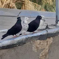 تبلت فروشی ... نی آگهی بخون