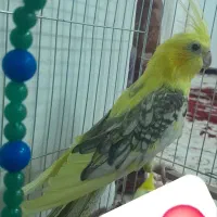 عروس هلندی نر