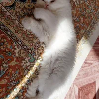 مرند|گربه|مرند, |دیوار