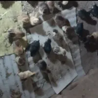 جوجه مرغ محلی وگلپایگان ۲۰روزه
