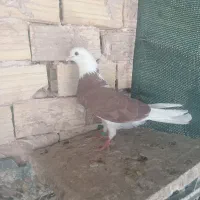 کفتر