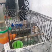 سهره معاوضه