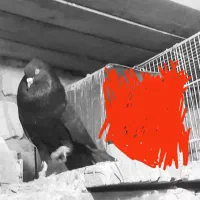 یک عدد نر زاغ کاکل