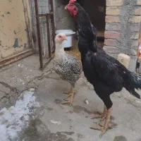 خروس و مرغ لاری|حیوانات مزرعه|سقز, |دیوار