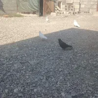 سفید گره فروشی..