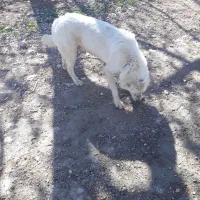 سگ سفید برای نژاد یا گله گوسفند