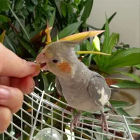 عروس هلندی|پرنده|مبارکه, |دیوار