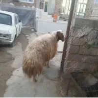 قوچ گوسفند .میش
