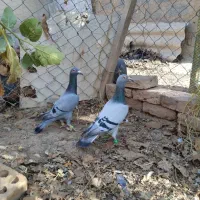 کفتر|پرنده|فریمان, |دیوار