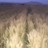 اجاره زمین کشاورزی